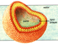 bloodrheol1-fe20d